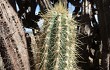 Preview photo Pilosocereus pachycladus