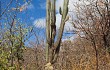 Preview photo Pilosocereus pachycladus