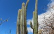 Vista previa de Pilosocereus pachycladus