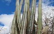 Vista previa de Pilosocereus pachycladus