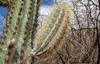 Preview photo Pilosocereus pachycladus