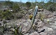 Preview photo Pilosocereus pachycladus