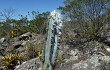 Preview photo Pilosocereus pachycladus