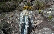 Anteprima di Pilosocereus pachycladus