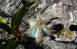 Anteprima di Pilosocereus pachycladus