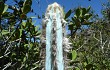 Preview photo Pilosocereus pachycladus