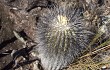 Anteprima di Uebelmannia horrida