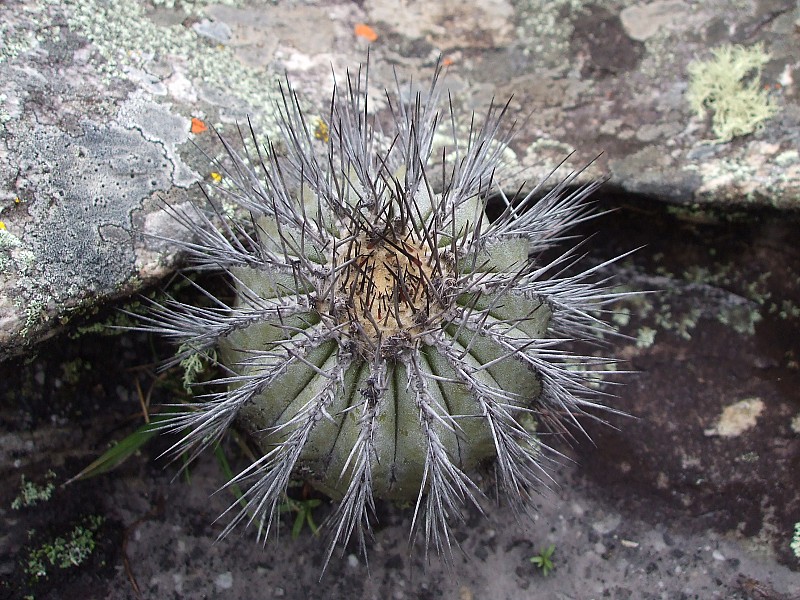 Fotografia di Uebelmannia pectinifera in habitat