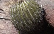 Anteprima di Uebelmannia pectinifera