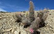 Preview photo Austrocylindropuntia shaferi