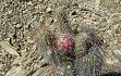 Anteprima di Austrocylindropuntia shaferi