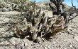 Preview photo Austrocylindropuntia shaferi