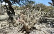 Preview photo Austrocylindropuntia shaferi