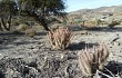 Preview photo Austrocylindropuntia shaferi