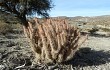 Anteprima di Austrocylindropuntia shaferi