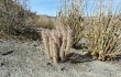 Preview photo Austrocylindropuntia shaferi