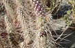 Anteprima di Austrocylindropuntia shaferi