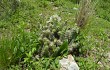 Preview photo Austrocylindropuntia shaferi