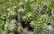 Preview photo Austrocylindropuntia shaferi