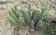 Preview photo Austrocylindropuntia shaferi