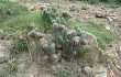 Vista previa de Austrocylindropuntia shaferi