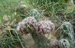 Preview photo Austrocylindropuntia shaferi