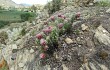 Anteprima di Austrocylindropuntia shaferi