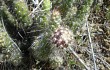 Preview photo Austrocylindropuntia shaferi