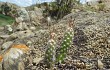 Vista previa de Austrocylindropuntia shaferi