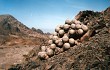 Preview photo Copiapoa cinerascens