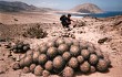 Preview photo Copiapoa cinerascens