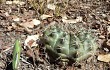 Anteprima di Gymnocalycium anisitsii