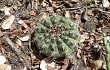 Vista previa de Gymnocalycium anisitsii