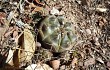 Vista previa de Gymnocalycium anisitsii