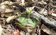 Anteprima di Gymnocalycium anisitsii