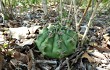 Vista previa de Gymnocalycium anisitsii