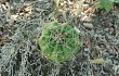 Anteprima di Gymnocalycium anisitsii