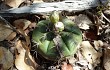 Preview photo Gymnocalycium anisitsii