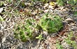 Vista previa de Gymnocalycium anisitsii