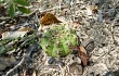 Vista previa de Gymnocalycium anisitsii