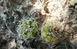 Vista previa de Gymnocalycium anisitsii