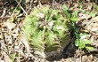 Preview photo Gymnocalycium anisitsii