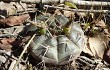 Preview photo Gymnocalycium anisitsii