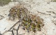 Vista previa de Gymnocalycium anisitsii