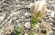 Vista previa de Gymnocalycium anisitsii