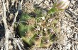 Vista previa de Gymnocalycium anisitsii