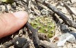 Preview photo Gymnocalycium anisitsii