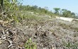 Vista previa de Gymnocalycium anisitsii