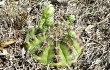 Preview photo Gymnocalycium anisitsii