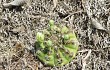 Preview photo Gymnocalycium anisitsii